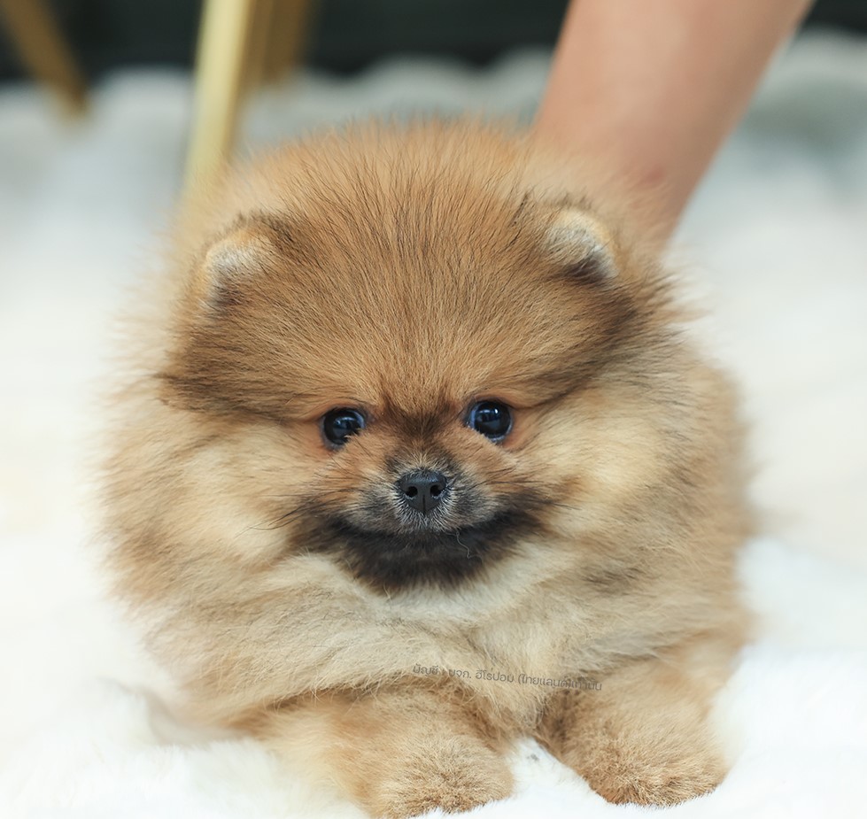 ปอมแท้ ปอมเมอเรเนียน HRM-68381 เพศชาย สีส้ม อายุ 2 เดือน หน้าตาน่ารัก ขาสั้น ขนแ...