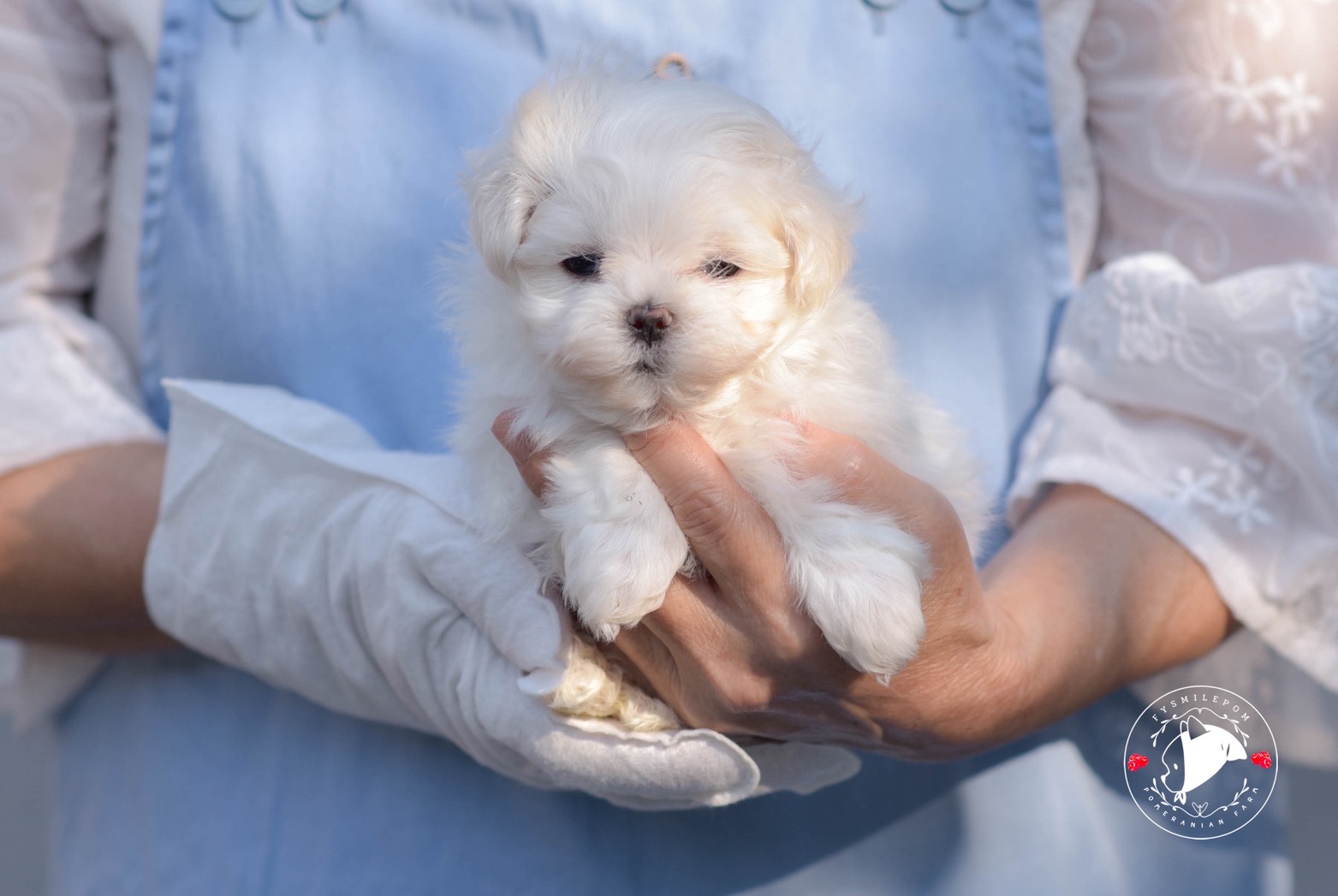 FYsmilepom น้องมอลทีส เพศผู้ หน้าตาน่ารักพร้อมย้ายบ้านค่า 0830777178 ,03