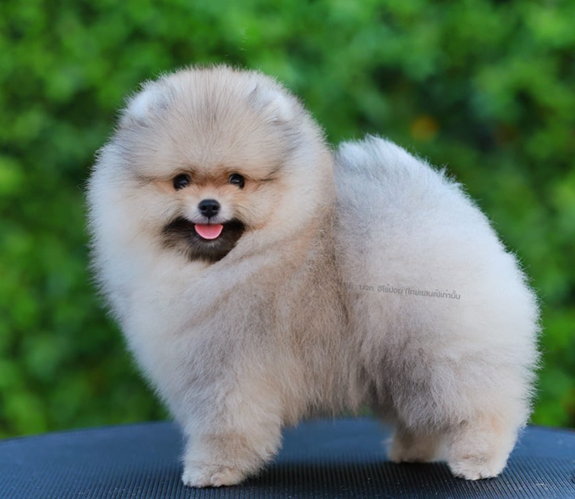 ปอมแท้ ปอมหน้าสั้น HRM-85153 เพศชาย สีส้ม หนุ่มฮอต หน้าตาน่ารัก น่าเอ็นดูมาก ๆ แ...