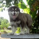 GIANT ALASKAN MALAMUTE FOR SALE ครับ