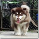 GIANT ALASKAN MALAMUTE FOR SALE ครับ