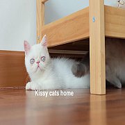 พร้อมย้ายบ้าน  ลูกแมว Exotic sh เอ็กโซติก ขนสั้น สีขาว ตาสีฟ้า เพศหญิง