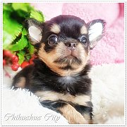 เด็กหญิงชิวาวา เกรดประกวด สายแชมป์ สาย Japan เพ็ดดีกรีเต็มใบ จากฟาร์ม ชิวาวา ซิต...