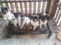 ขายลูกสุนัขบางแก้วผู้5เมีย1อายุ40วัน2900