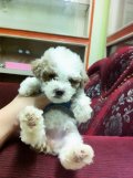 Poodle toy ขาวเพศเมียตัวจิ๋วพร้อมย้ายบ้านราคาเบาๆ