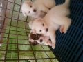ขายลูกสุนัขบางแก้วผู้2เมีย6อายุ35วัน2900-3500