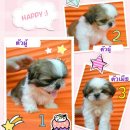 --ปิดการขายค่ะ--ขายน้องหมาชิสุ ราคาพิเศษเพียง 2900บาท!!!(เฉพาะเดือนก.ค.นี้เท่านั...