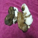 มีเด็กๆ น่ารักๆ มาให้ชมครับ