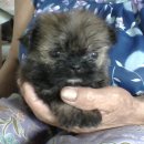 ปอมชิ มาแล้วคร้าบบบบ....