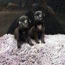 ขายลูกปั๊กผสมชิวาวา  ไซส์เล็กน่ารัก  อายุ เดือนกว่าๆ  เพศเมียค่ะ  สนใจโทร 099-35...