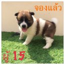 *เพศผู้*จำหน่ายลูกสุนัขบางแก้ว สวย แข็งแรง โครงสร้างใหญ่ มีใบ predigree