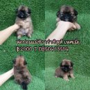 น้องหมาผสมจ๊ะ เพศเมีย พ่อปอมแม่ชิวาว่าชิสุห์ น่ารัก 2900 พร้อมย้ายบ้านจ๊ะ