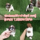 น้องหมาผสมจ๊ะ เพศผู้ พ่อปอมแม่ชิวาว่าชิสุห์ 2900 พร้อมย้ายบ้านนนะค่ะน่ารักแข็งแร...