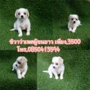 ชิวาว่าเพศผู้เพียง 2900 บาท เท่านั้น 