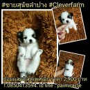 ปอมผสมชิสุห์เพศเมีย 2900 เท่านั้นพร้อมย้ายบ้านนะคะ สอบถามได้คะ