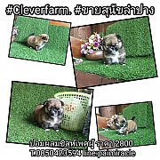 ปอมผสมชิสุห์เพศผู้ราคา 2,900 บาทเท่านั้น