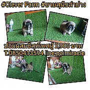 ปอมผสมชิสุห์เพศผู้ น่าร๊ากเพียง 2900 บาทเท่านั้น สนใจโทร 0850413594