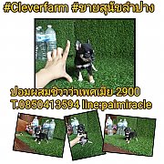 ปอมผสมชิวาว่าเพศเมียไซต์เล็ก 2900 จ๊ะ พร้อมย้ายบ้าน