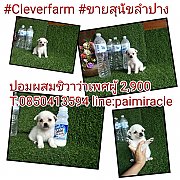 ปอมผสมชิวาว่าเพศผู้ เพียง 2900 เท่านั้นพร้อมย้ายบ้านเลยค๊า