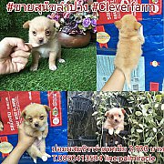 ปอมผสมชิวาว่าเพศเมียราคา 2,900 บาทเท่านั้นสนใจจริงๆต่อรองได้ค๊า