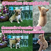 ปอมผสมชิวาว่าเพศเมีย 2900 บาทค๊า สนใจสอบถามได้นะค๊า 