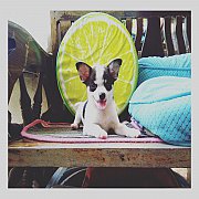 ชิวาวาขนสั้น หาบ้าน ขายแล้ว