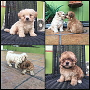 ย้ายบ้านครับ น้องมะยมและมะขาม  ชิสุห์ผสม เกิดวันที่ 08/10/61 เพศผู้สนใจโทรสอบถาม...