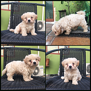 พร้อมย้ายบ้านครับ น้องมะขาม  ชิสุห์ผสม เกิดวันที่ 08/10/61 เพศผู้สนใจโทรสอบถามได...