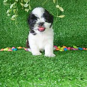 ชิสุน์ทอย เพศ ญ อายุ 50 วัน พร้อม ย้ายบ้าน 