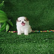 ชิสุผสมปอม ตัวเมียจ่ะ พร้อมย้ายบ้าน