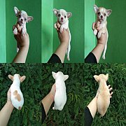 ชิวาวา เพศ ช. หัวกลมๆ กำลังน่ารัก.