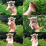 ตัวจิ๋ว สีกระรอก หาบ้านใหม่จ้าาา เพศ ญ. จ้า