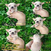 ชิวาวา ขนสั้น.  เพศ  เมีย. สีขาวครีม.  2900 จ. สุพรรณเมือง