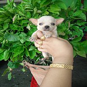 ชิวาวาขนสั้น สวย  มีว่าง 5 ตัว  (เหมาคอกก้อขายค้ะ) 