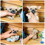 !!SALE 2,900!!ชิวาวา ขนสั้นเพศผู้ ตัวจิ๋วๆ เซลล์<<<