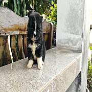 ชิวาวา จัดส่ง ขายแล้ว