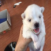 มีลูกชิสุผสมปอม