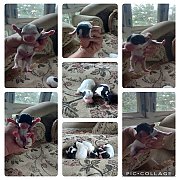 ขายน้องแจ๊ค(update)  เกิด15 /3/66เพศเมีย5 เพศผู้2 ติดต่อตี๋ line โทร0953839768 /...