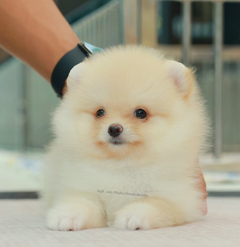 ปอมแท้ ปอมเมอเรเนียน HRM-68168 เพศชาย สีครีม อายุ 2 เดือน หน้าตาน่ารัก ขาสั้น ขน...