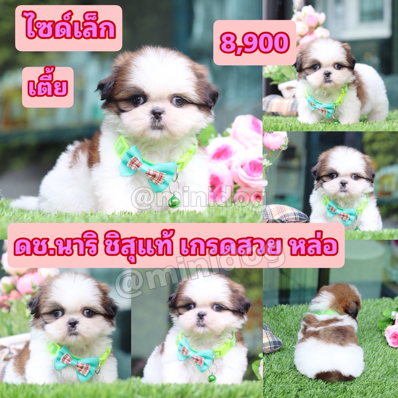 ชิสุแท้เกรดสวย