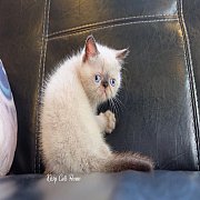 เปิดจอง Exotic Shorthair colorpoint เอ็กซ์โซติก ช๊อตแฮร์ เพศชาย