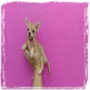 น้องตังเม ชิวาว่า เพศเมีย ปลีกส่ง มีบริการจัดส่ง