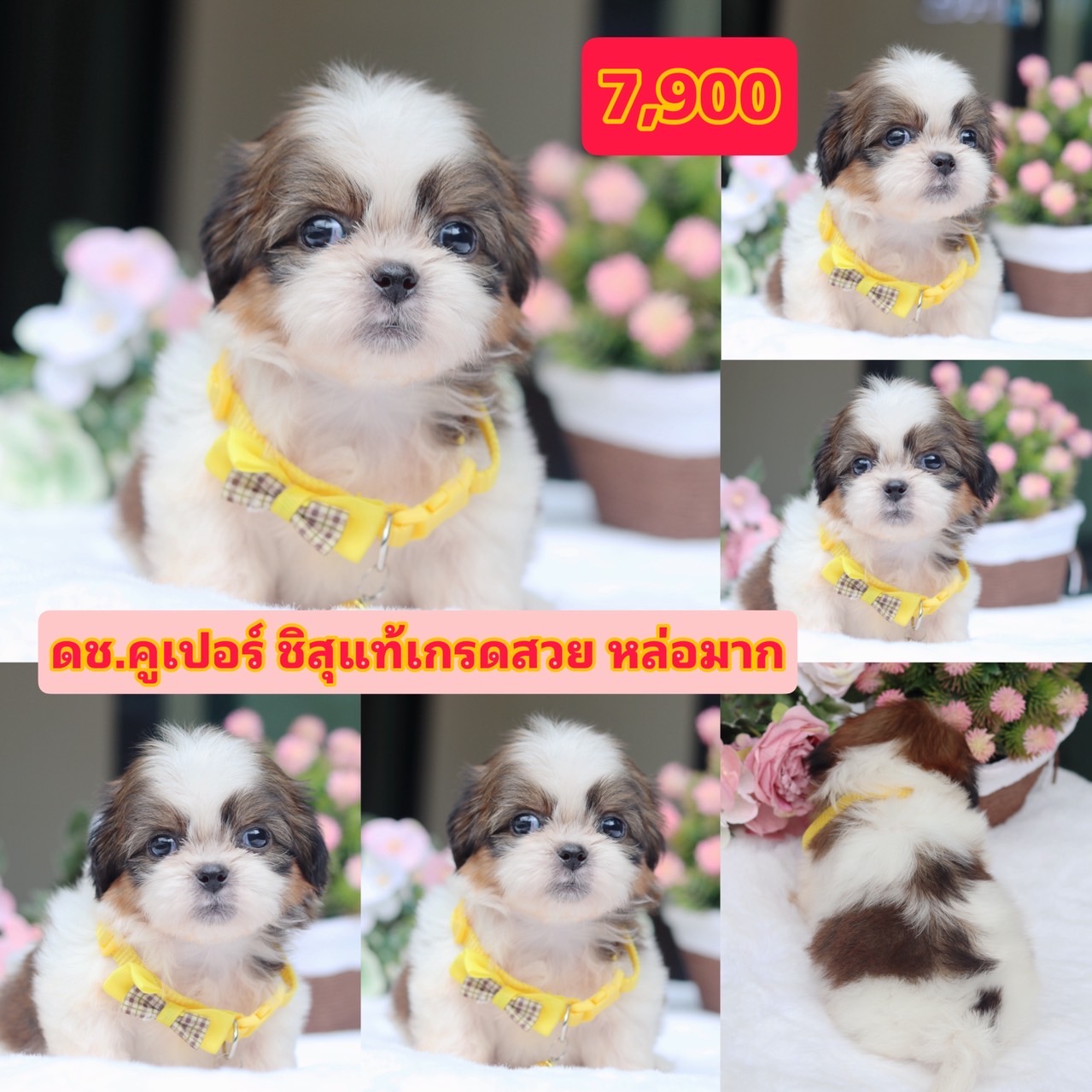 ชิสุแท้เกรดสวย