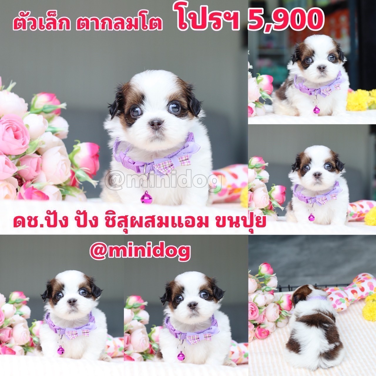 ชิสุผสมปอม