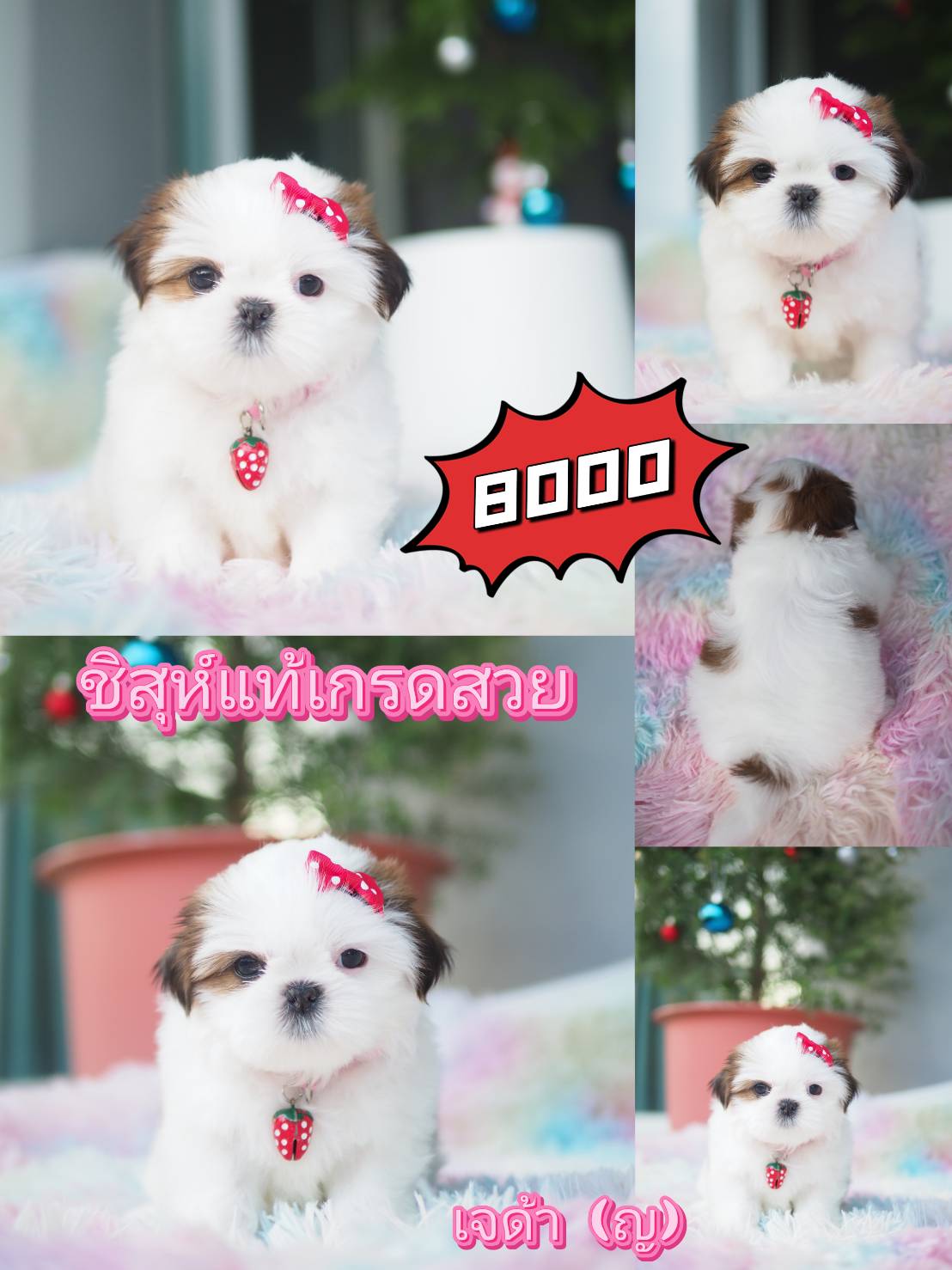 กิ๊ฟซ่า เกรดสวย ลดได้