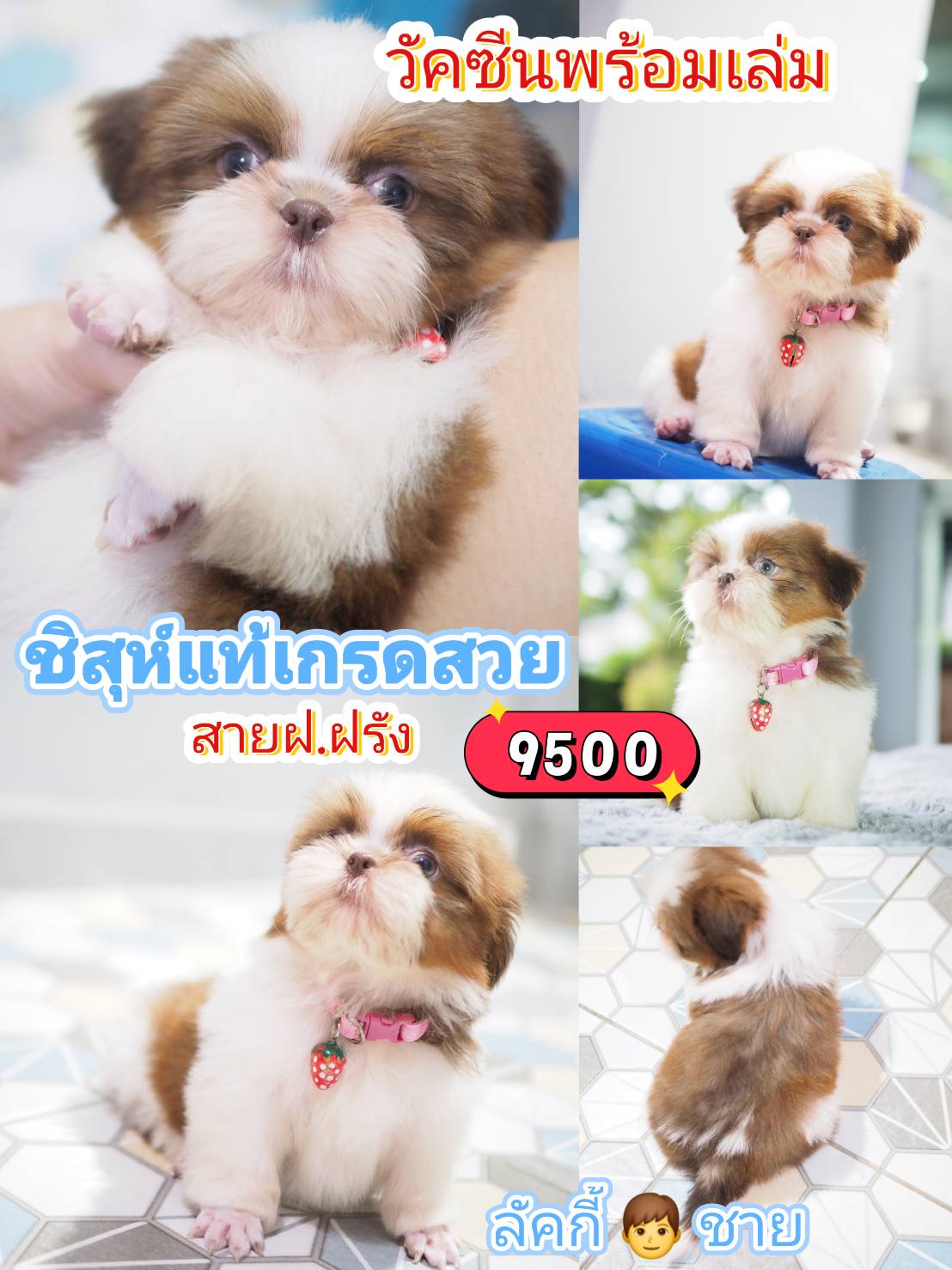 กิ๊ฟซ่า ❤️ วัคซีน