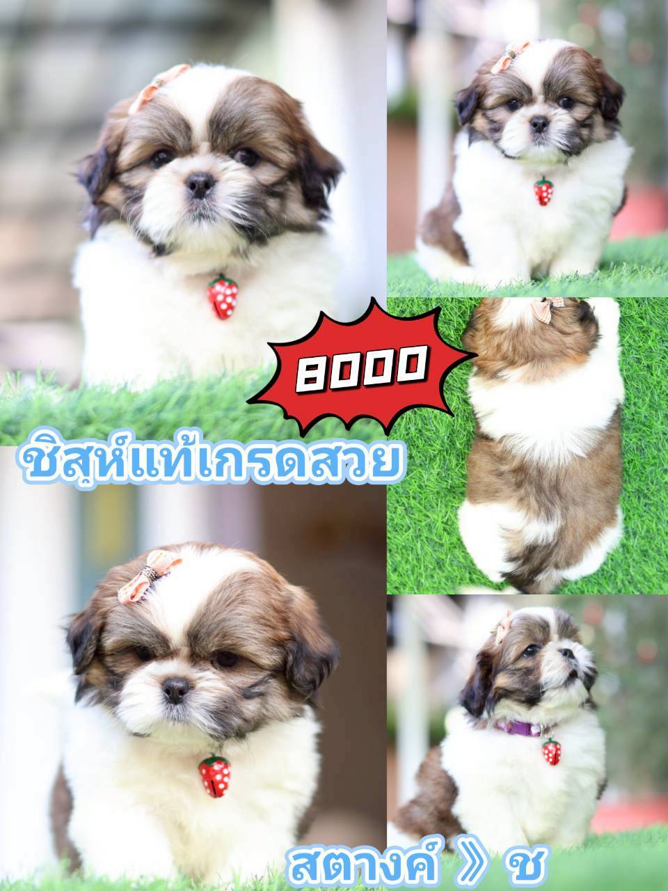 Kibzaa shihtzu