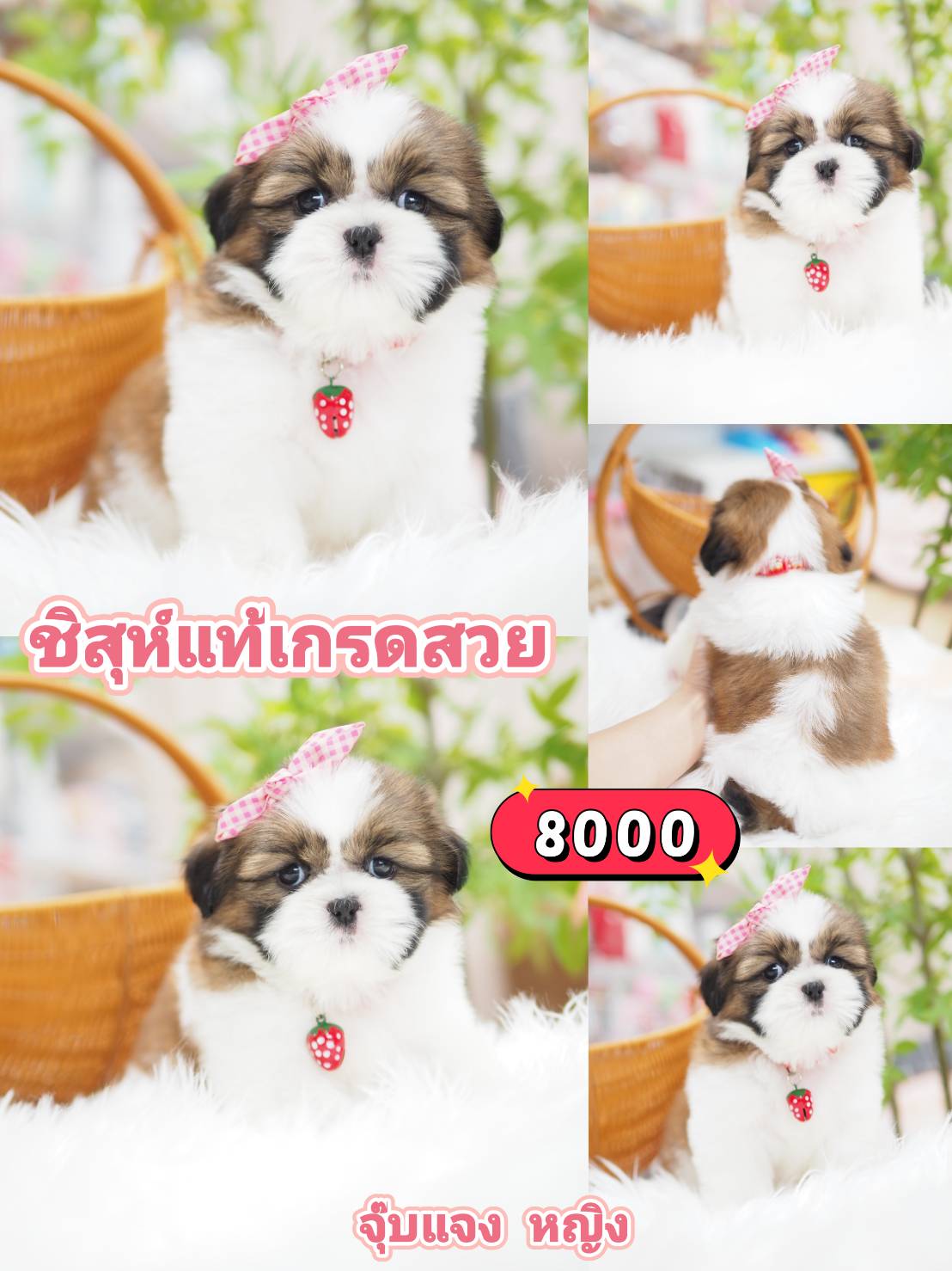 ชิสุแท้