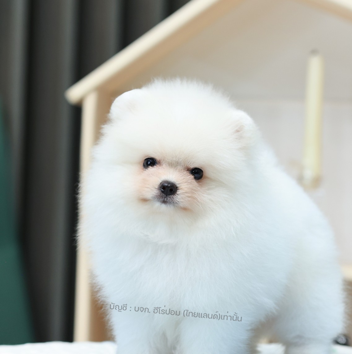 ปอมหน้าหมี ปอมแท้ ปอมเมอเรเนียน HRM-68749 เพศชาย สีขาว อายุ 2 เดือน ตัวเล็ก ขาสั...