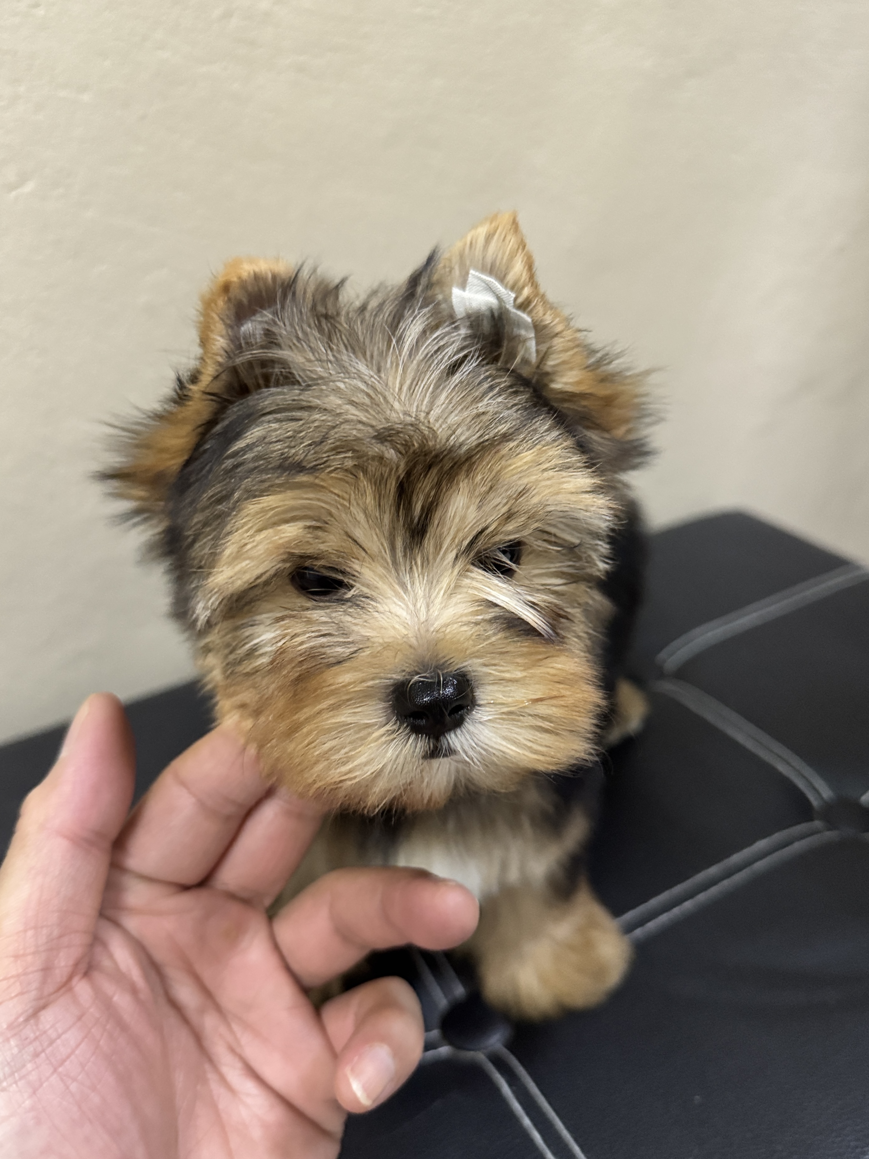 ยอร์คเชียร์เพศเมียและผู้ไซด์ทอย